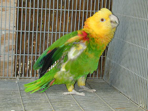 Polly2